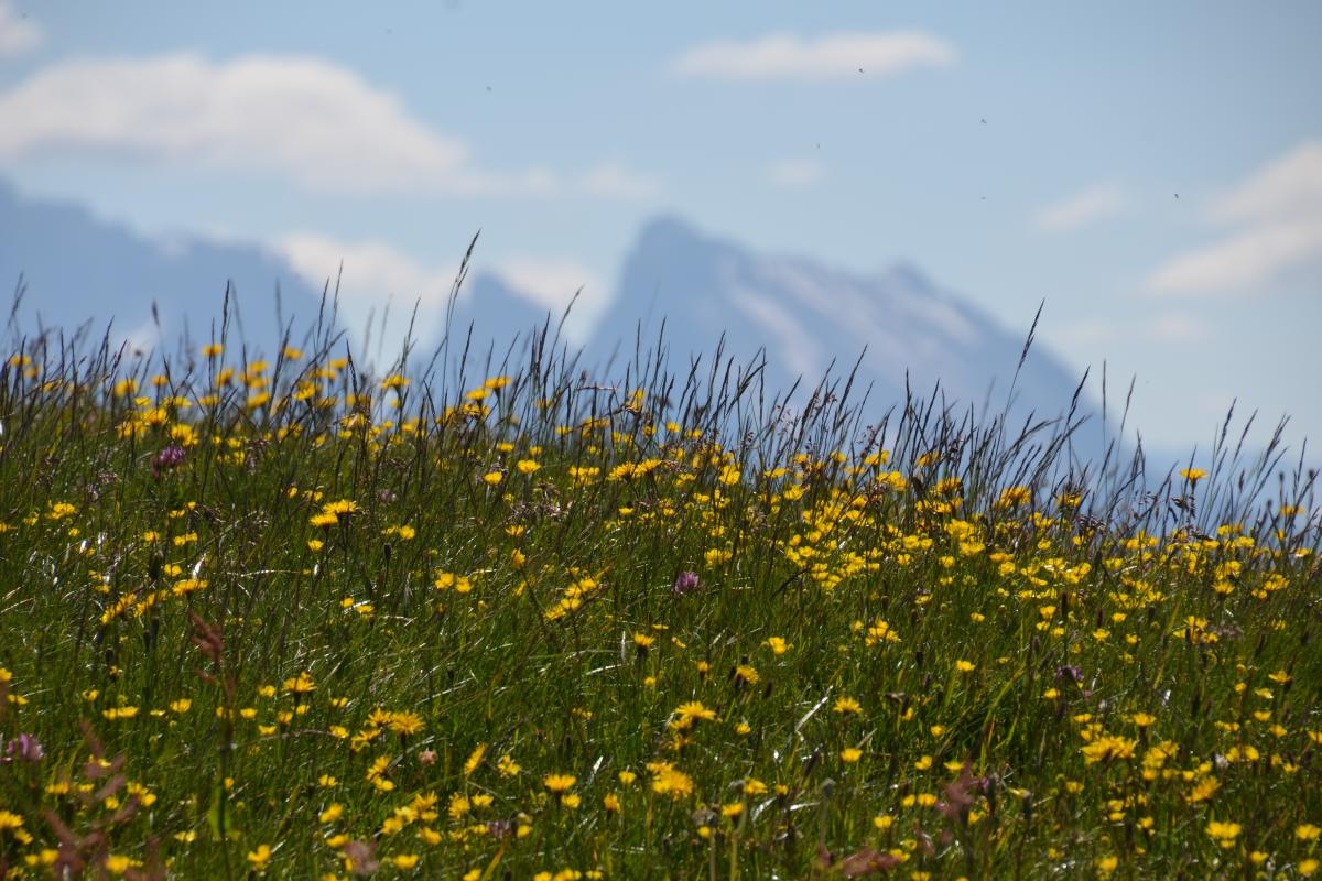 Latschenbrennerei und Platzer Alm 23.06.2020